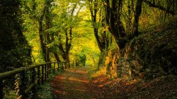 Green Forest Footpath Fence and Ivy Grass