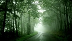 Green Forest Road and Fog