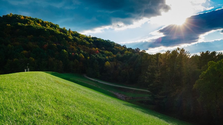 Green Forest Road and Sunlight