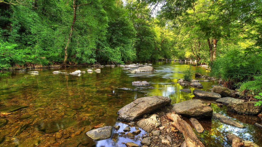 Green Forest and Beautiful Pure River