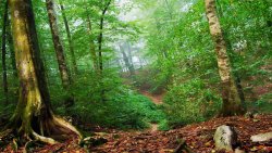 Green Forest and Footpath