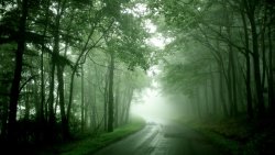 Green Forest and Road