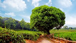 Green Garden and Forest