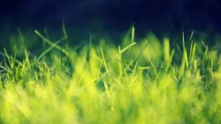 Green Grass Close Up Photo