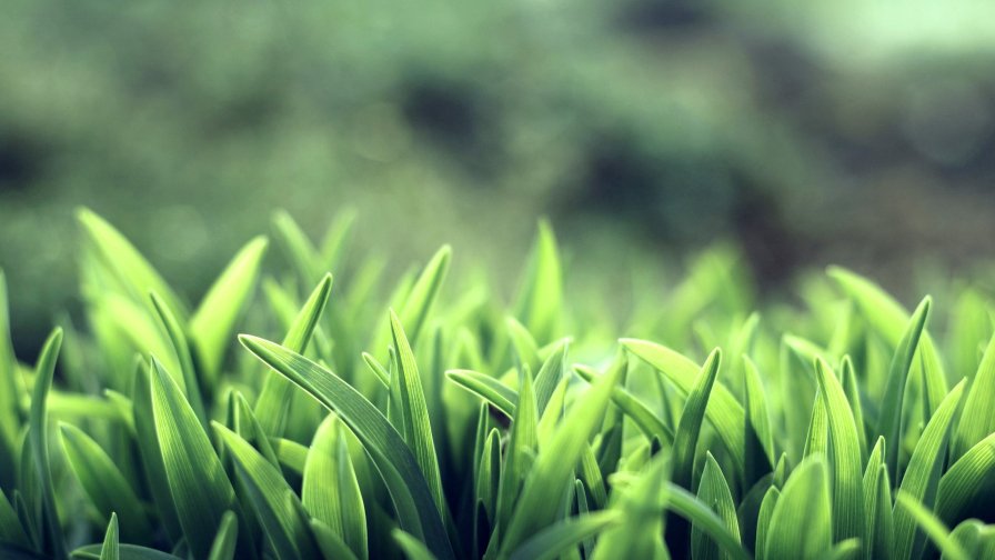 Green Grass Close Up