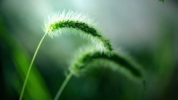 Green Grass Macro High Quality Photo