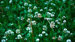 Green Grass and Clover Little Flowers