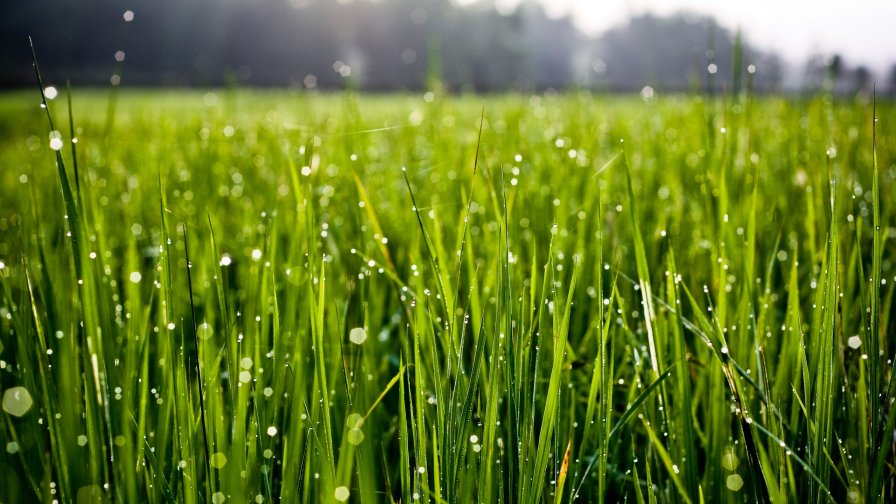 Green Grass and Dew