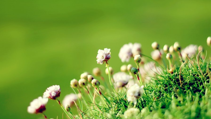 Green Grass and Little Pink Flowers