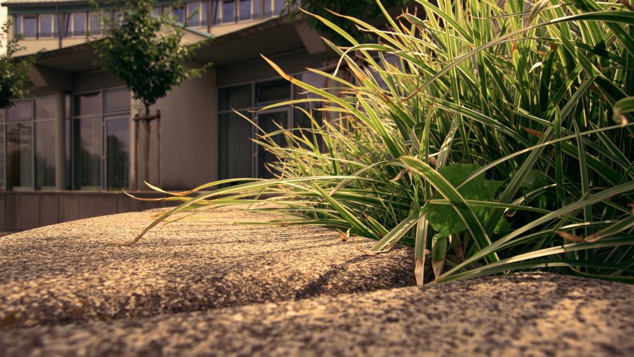 Green Grass and Road