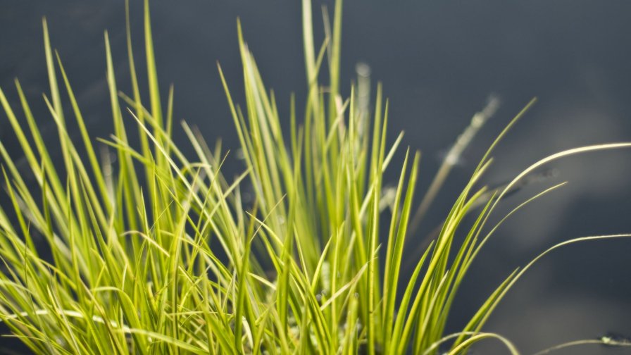 Green Grass and Sunlight