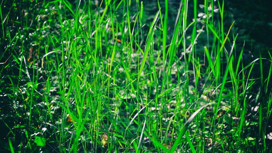 Green Grass and Sunrays