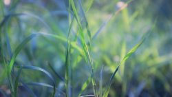 Green Grass in the Dawn Field