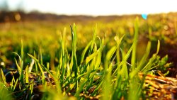 Green Grass in the Field Sunrays and Morning