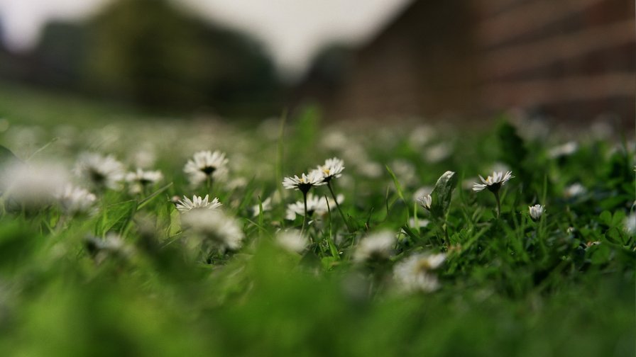 Green Grass on the Field in the Garden