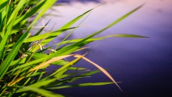 Green Grass on the Meadow and Lake