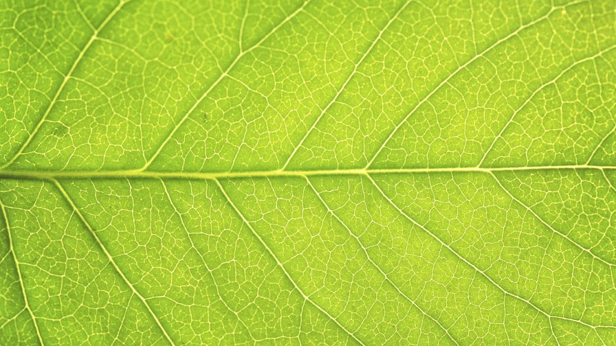 Green Leaf Close Up High Quality Photo