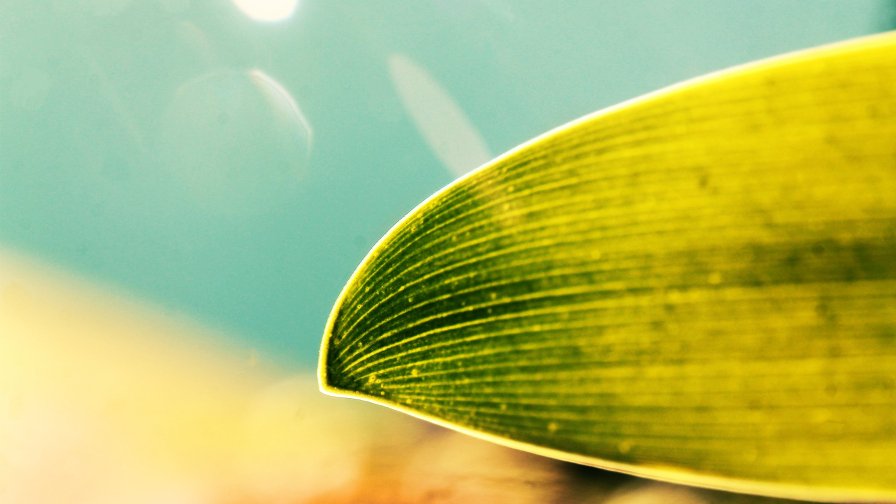 Green Leaf Macro