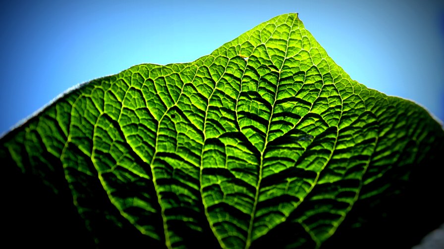 Green Leaf Macro