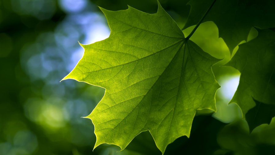 Green Leaf Macro