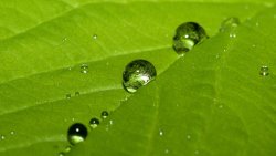 Green Leaf and Water Drops