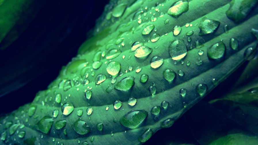 Green Leaf and Water Drops