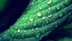 Green Leaf and Water Drops