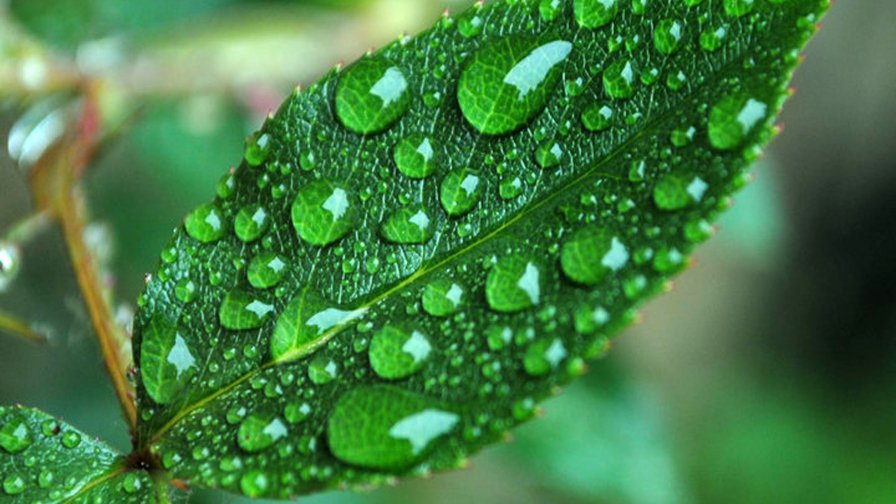 Green Leaf with Water Drops After Rain