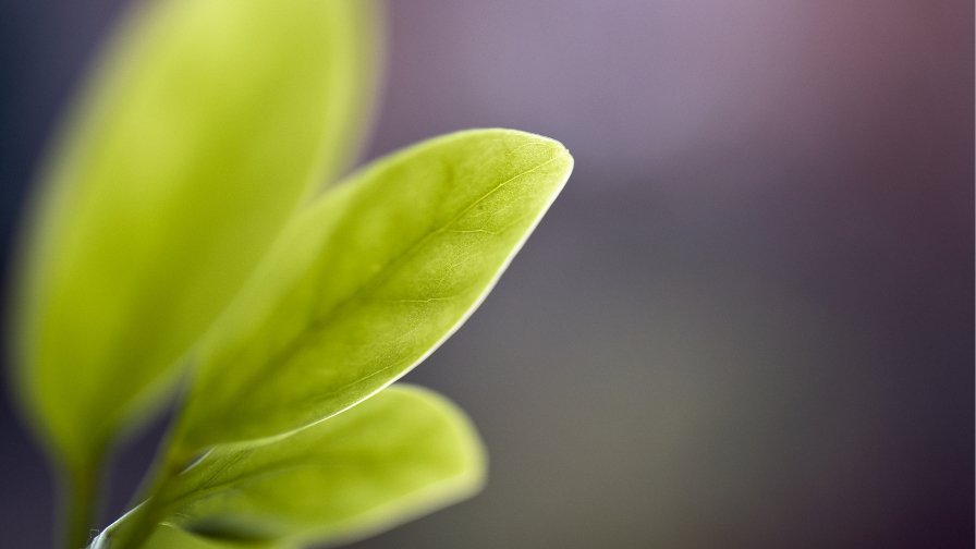 Green Leaves