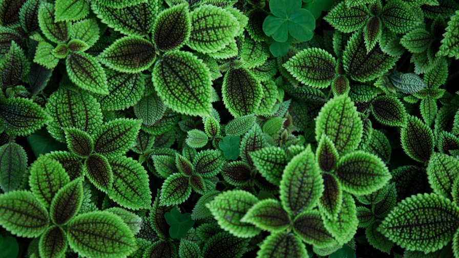 Green Leaves Foliage Close Up