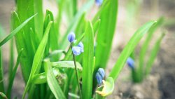 Green Leaves and Snowdrops