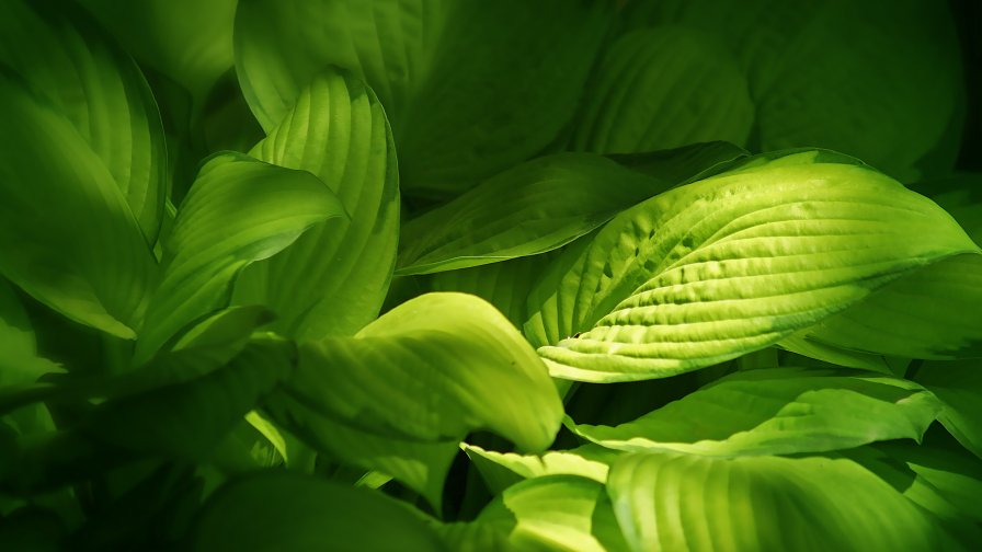 Green Leaves and Sunrays