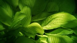 Green Leaves and Sunrays