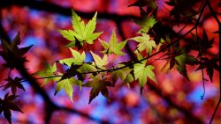 Green Leaves on Branches