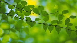 Green Leaves on the Branch