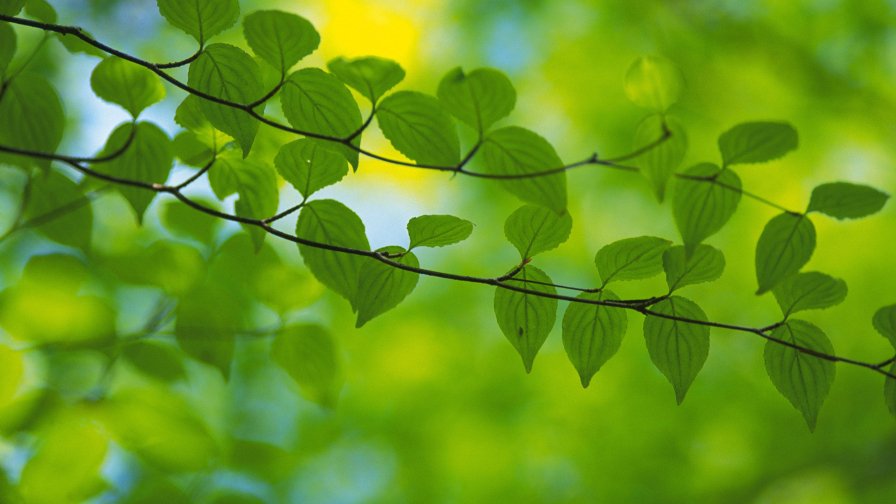 Green Leaves on the Branch