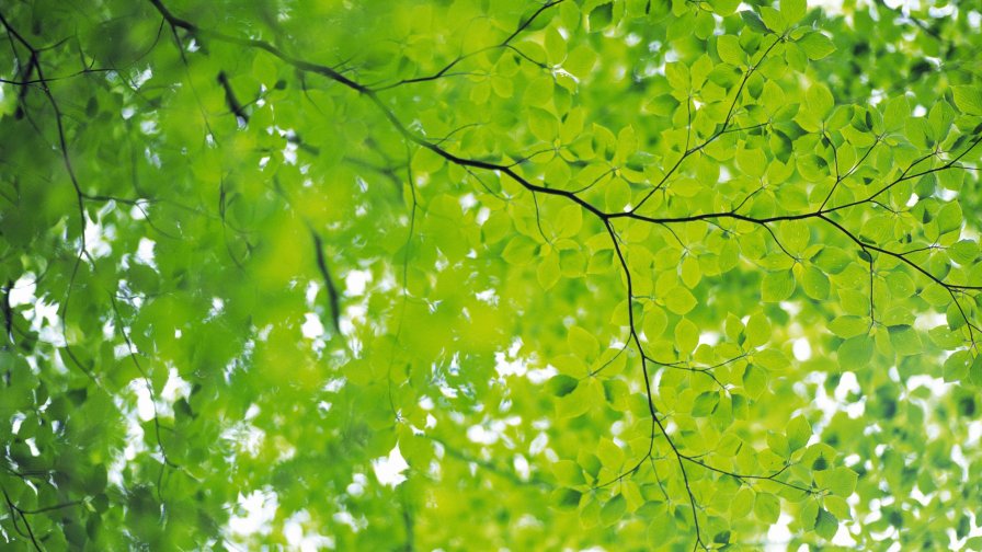 Green Leaves on the Tree and Sunrays