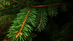 Green Needles on Fir Branch