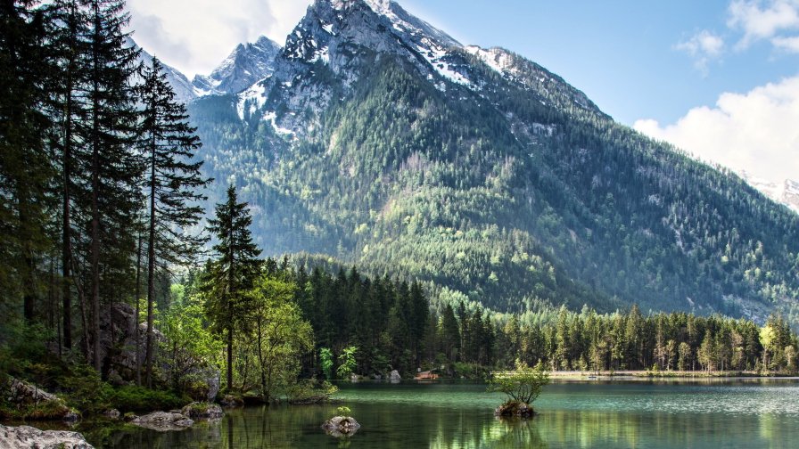 Green Old Pine Forest and Lake in Mountain Valley