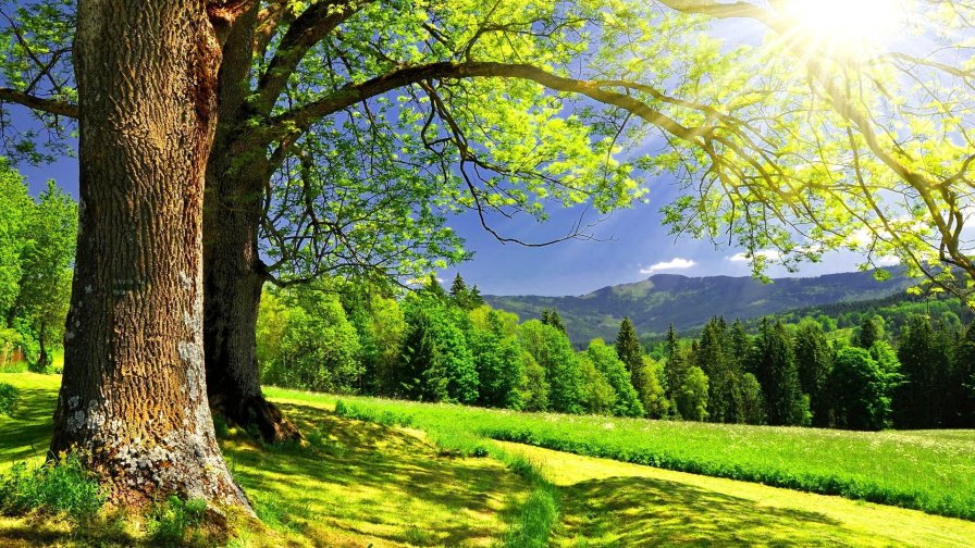 Green Pine Forest and Old Tree