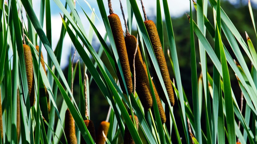 Green Reeds on the Lake