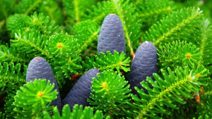 Green Spruce Branches