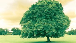 Green Tree in the Green Field