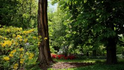 Green Trees In The Summer Park