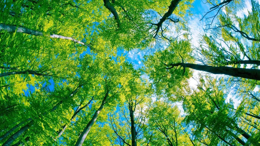 Green Trees in Forest