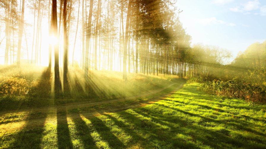 Green Trees in the Forest and Rays