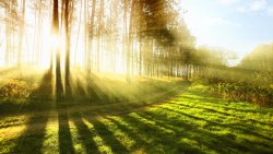 Green Trees in the Forest and Rays