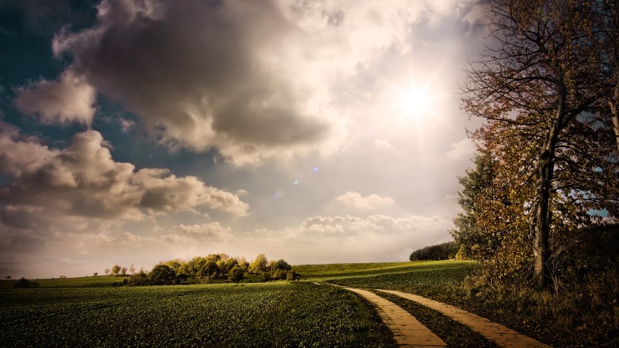 Green Valley and Field in Forest