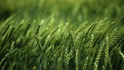 Green Wheat in the Field
