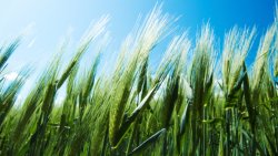 Green Wheat on the Field Close Up